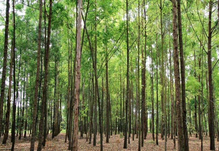 Reforestación: la clave para un futuro sostenible 